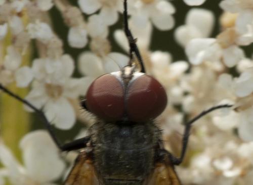 Réf. 241 060 : Opesia sp.